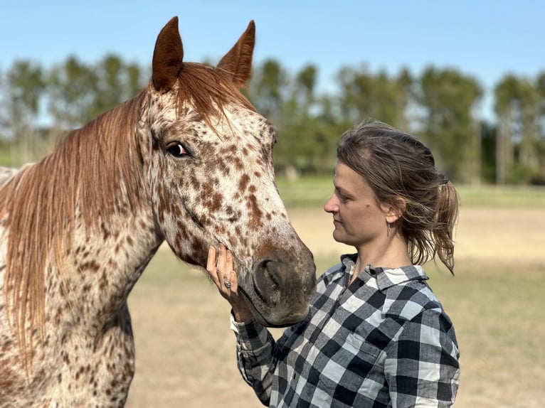 Knabstrupper Wallach 5 Jahre 158 cm Tigerschecke in Fredensborg