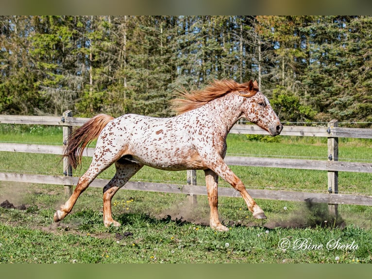 Knabstrupper Wallach 5 Jahre 158 cm Tigerschecke in Fredensborg