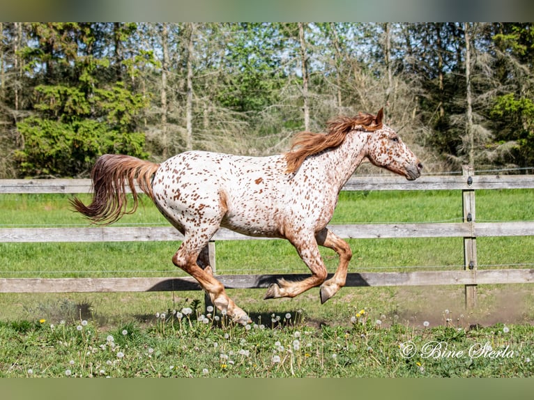 Knabstrupper Wallach 5 Jahre 158 cm Tigerschecke in Fredensborg