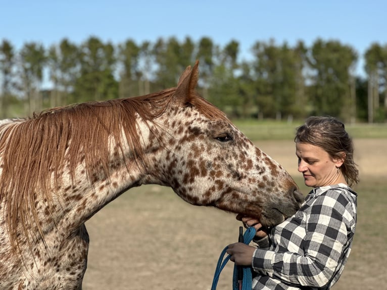 Knabstrupper Wallach 5 Jahre 158 cm Tigerschecke in Fredensborg