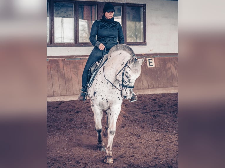 Knabstrupper Mix Wallach 6 Jahre 155 cm Tigerschecke in M&#xFC;hlacker