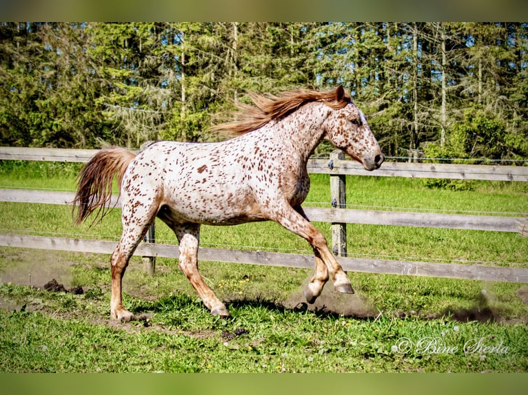 Knabstrupper Wallach 6 Jahre 158 cm Tigerschecke in Fred