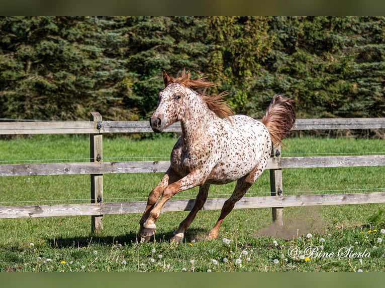 Knabstrupper Wallach 6 Jahre 158 cm Tigerschecke in Fred