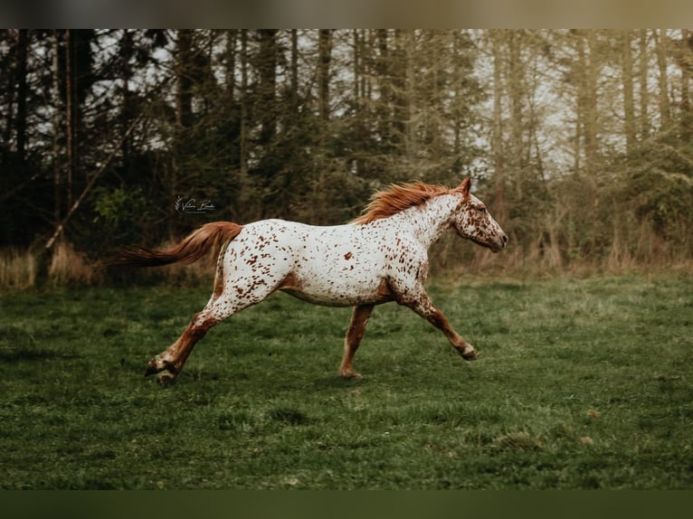 Knabstrupper Wallach 6 Jahre 158 cm Tigerschecke in Fredensborg