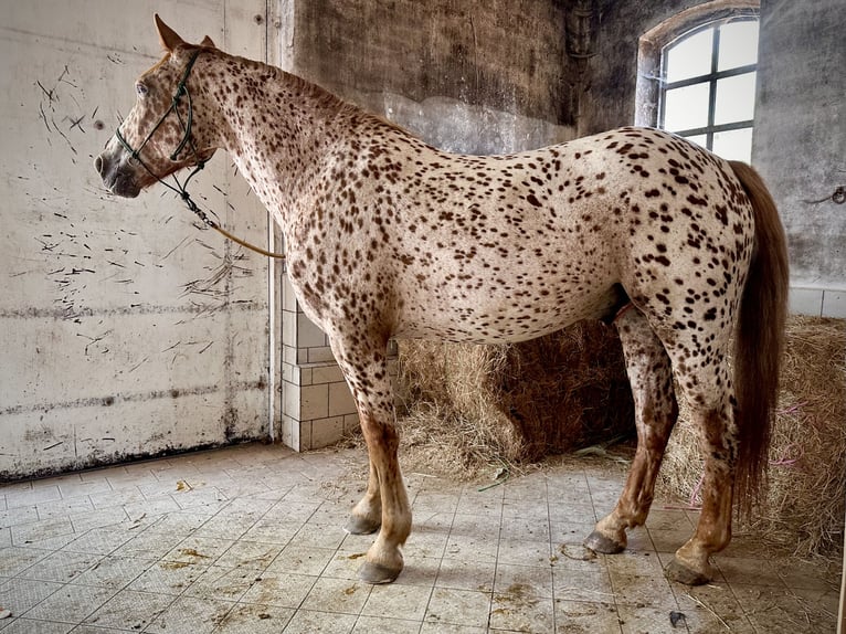Knabstrupper Wallach 6 Jahre 160 cm Tigerschecke in Fredensborg