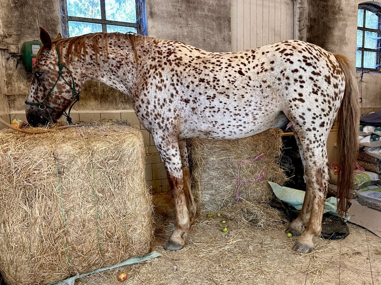 Knabstrupper Wallach 6 Jahre 160 cm Tigerschecke in Fredensborg