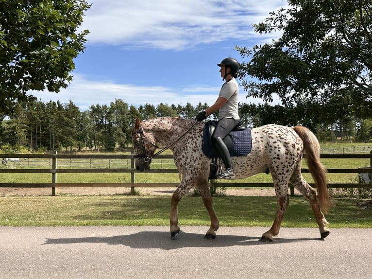 Knabstrupper Wallach 6 Jahre 160 cm Tigerschecke in Fredensborg