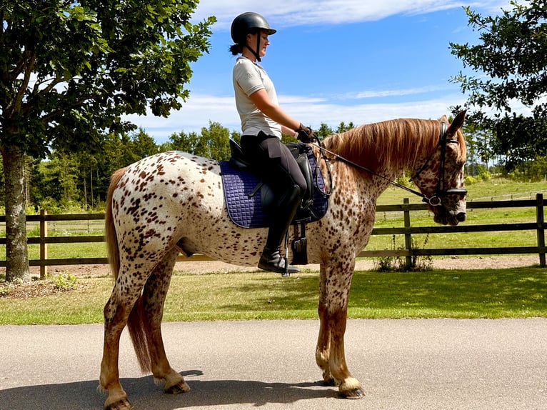 Knabstrupper Wallach 6 Jahre 160 cm Tigerschecke in Fredensborg