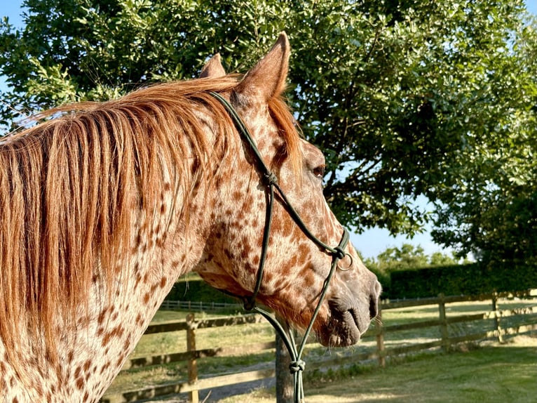 Knabstrupper Wallach 6 Jahre 160 cm Tigerschecke in Fredensborg