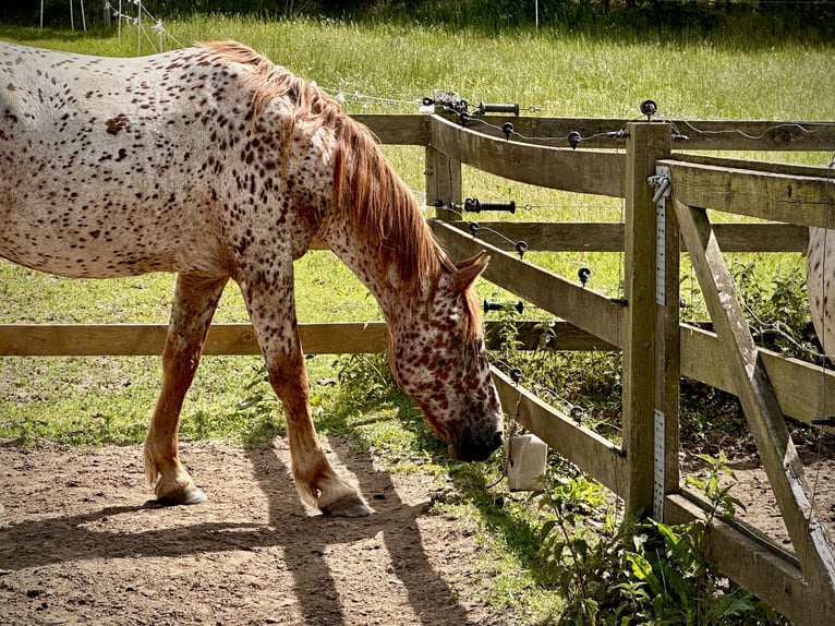 Knabstrupper Wallach 6 Jahre 160 cm Tigerschecke in Fredensborg