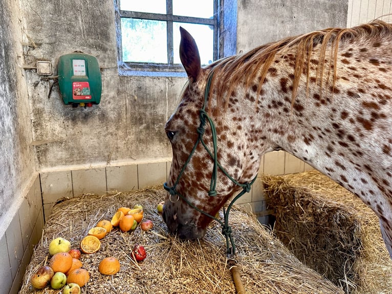 Knabstrupper Wallach 6 Jahre 160 cm Tigerschecke in Fredensborg