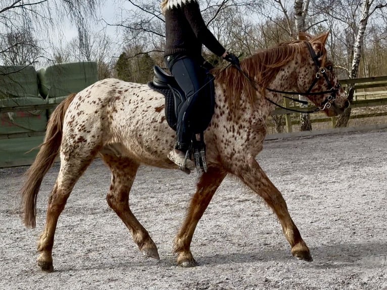 Knabstrupper Wallach 6 Jahre 160 cm Tigerschecke in Fredensborg