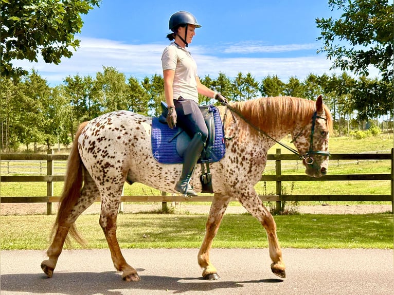 Knabstrupper Wallach 6 Jahre 160 cm Tigerschecke in Fredensborg