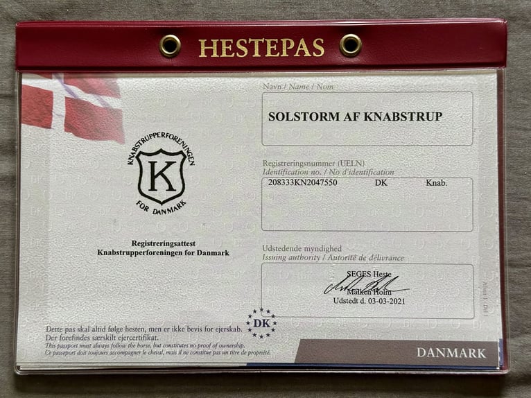 Knabstrupper Wallach 6 Jahre 160 cm Tigerschecke in Fredensborg