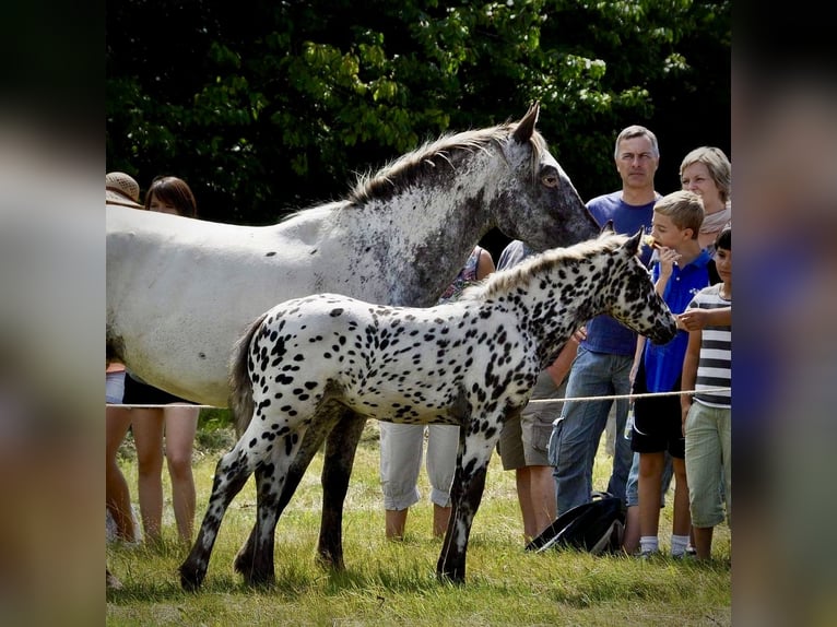 Knabstrupper Yegua 15 años 159 cm Atigrado/Moteado in Fredensborg