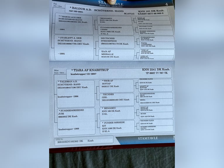 Knabstrupper Yegua 15 años 160 cm Atigrado/Moteado in 3480