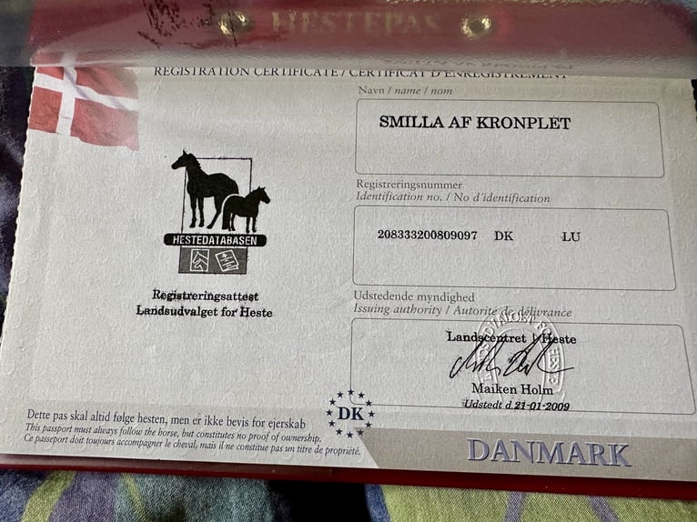 Knabstrupper Yegua 18 años 146 cm Atigrado/Moteado in Fredensborg
