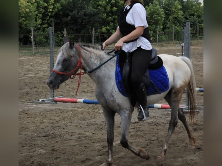 Knabstrupper Yegua 3 años 138 cm Atigrado/Moteado in Ghedi