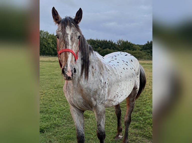 Knabstrupper Yegua 3 años 157 cm Atigrado/Moteado in Flarupholz
