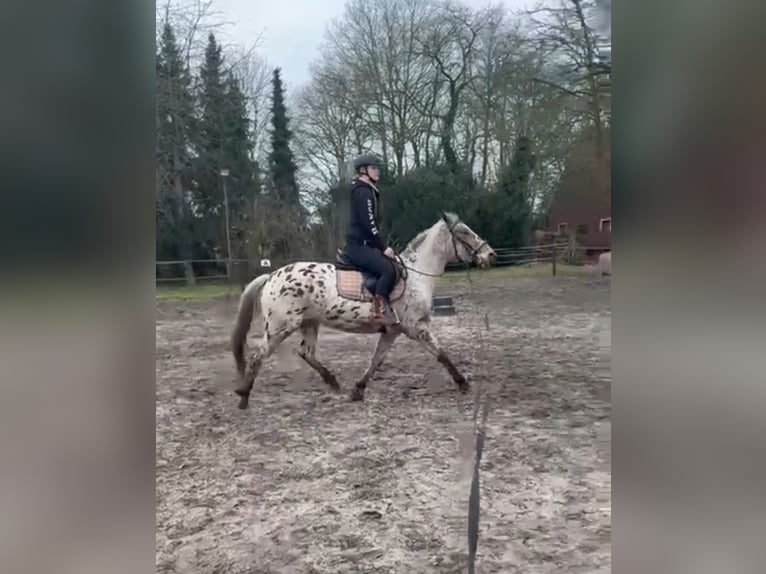 Knabstrupper Yegua 4 años 155 cm Atigrado/Moteado in Nordhorn