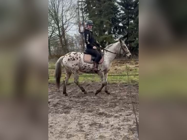 Knabstrupper Yegua 4 años 155 cm Atigrado/Moteado in Nordhorn