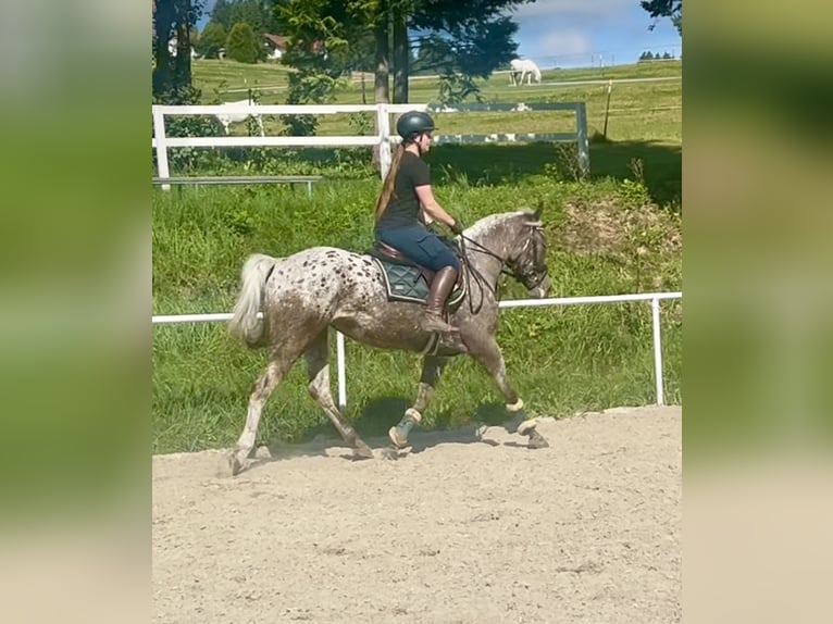 Knabstrupper Yegua 4 años 156 cm Atigrado/Moteado in Pelmberg