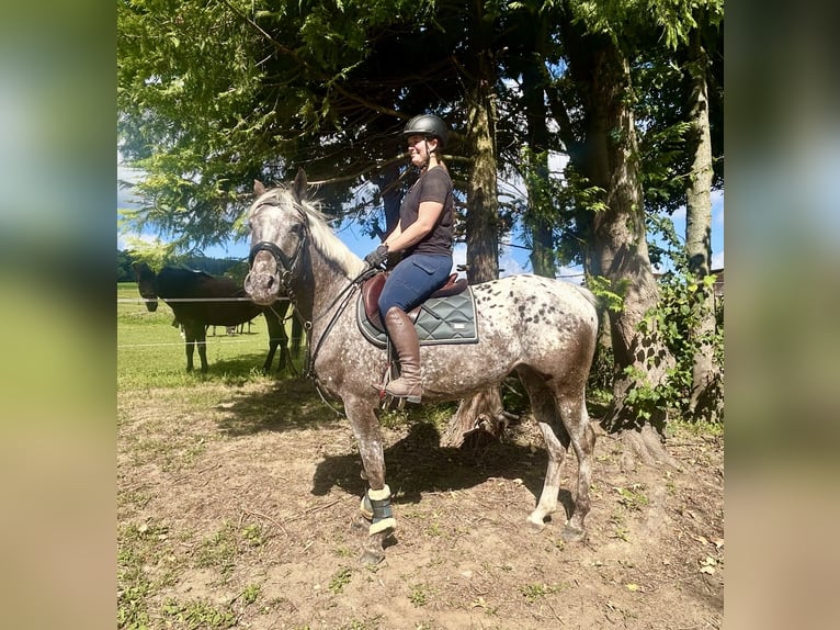 Knabstrupper Yegua 4 años 156 cm Atigrado/Moteado in Pelmberg