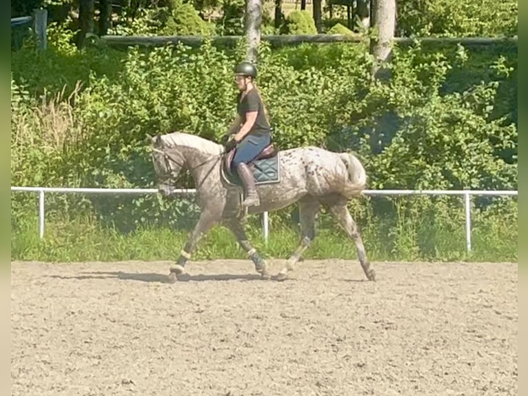 Knabstrupper Yegua 4 años 156 cm Atigrado/Moteado in Pelmberg