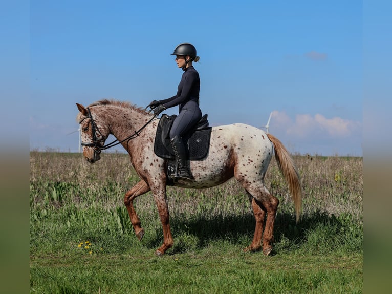 Knabstrupper Yegua 4 años 163 cm  in Weilerswist