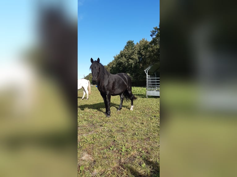 Knabstrupper Yegua 7 años 158 cm Negro in Hollenstedt