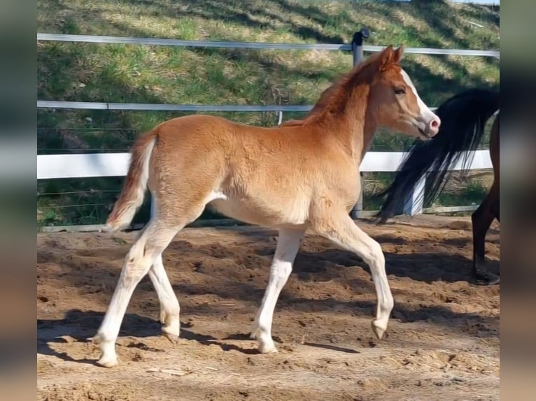 Knabstrupper Yegua Potro (02/2026) 140 cm Alazán in Naila