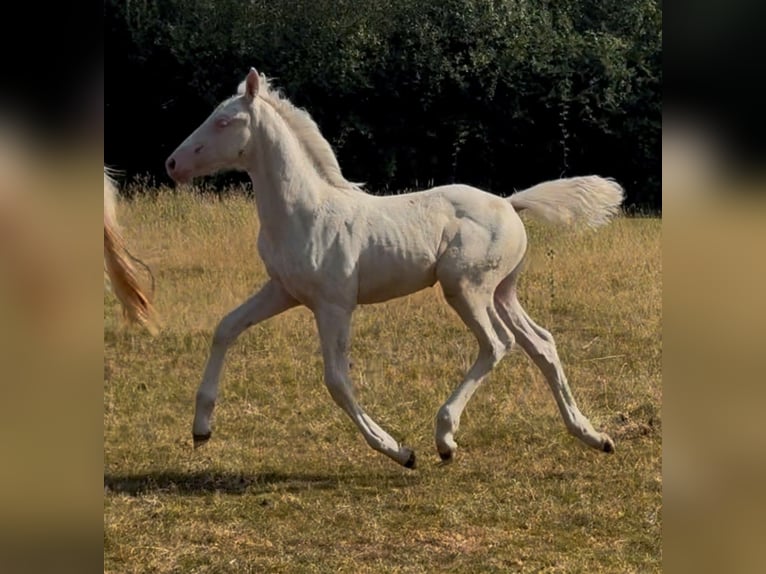 Knabstrupper Mestizo Yegua Potro (05/2026) 168 cm Cremello in Monmouth