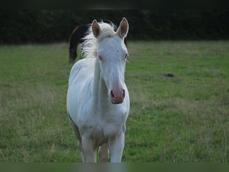 Knabstrupper Mestizo Yegua Potro (05/2026) 168 cm Cremello in Monmouth