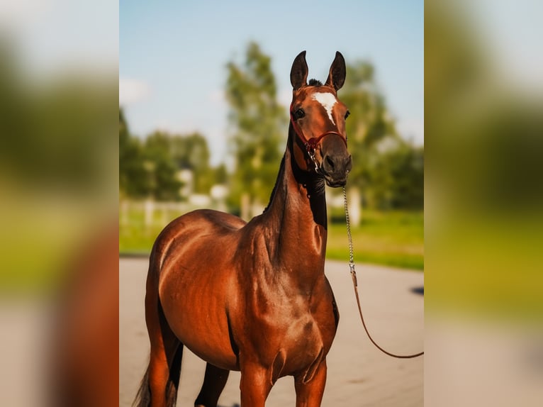 Koń achał-tekiński Klacz 1 Rok Gniada in Dzilnuciems Koń achał-tekiński Klacz 1 Rok Gniada in Dzilnuciems