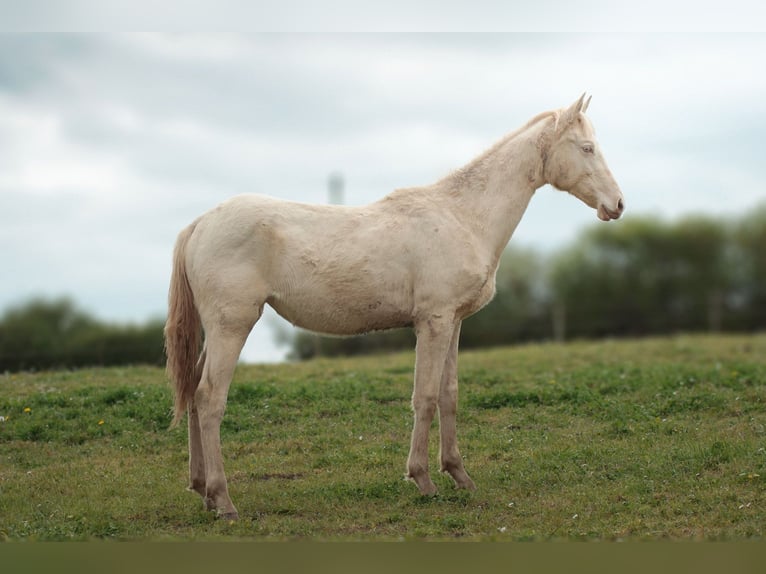 Koń achał-tekiński Klacz 1 Rok Perlino in Angers