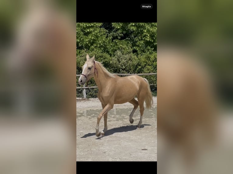 Koń achał-tekiński Klacz 4 lat 160 cm Izabelowata in Arischia