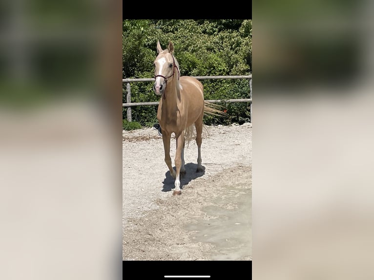 Koń achał-tekiński Klacz 4 lat 160 cm Izabelowata in Arischia