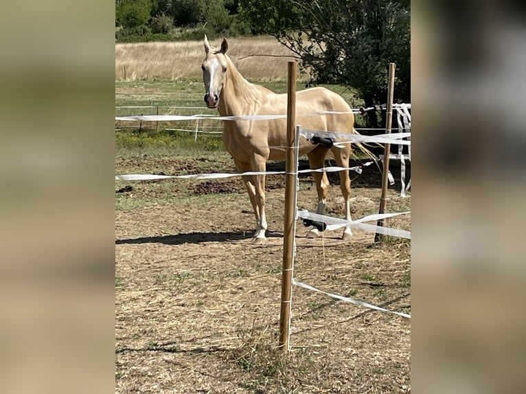 Koń achał-tekiński Klacz 4 lat 162 cm Izabelowata in Arischia