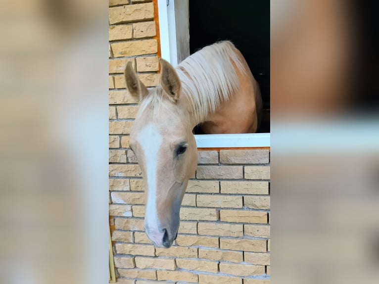 Koń achał-tekiński Klacz 5 lat 158 cm Izabelowata in Arischia