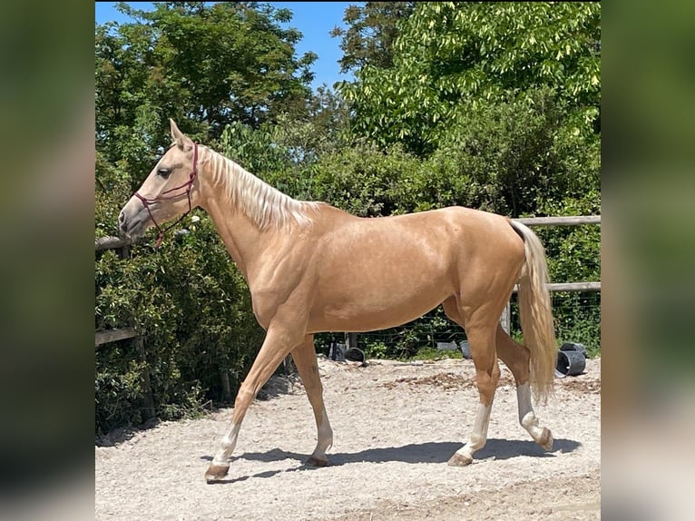 Koń achał-tekiński Klacz 5 lat 162 cm Izabelowata in Arischia