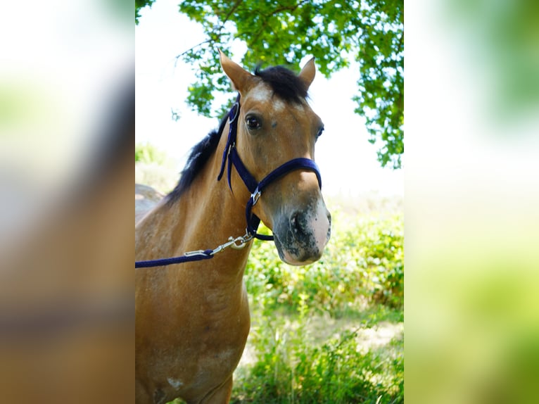 Koń achał-tekiński Mix Klacz 6 lat 155 cm Kasztanowatodereszowata in Schwalbach am Taunus