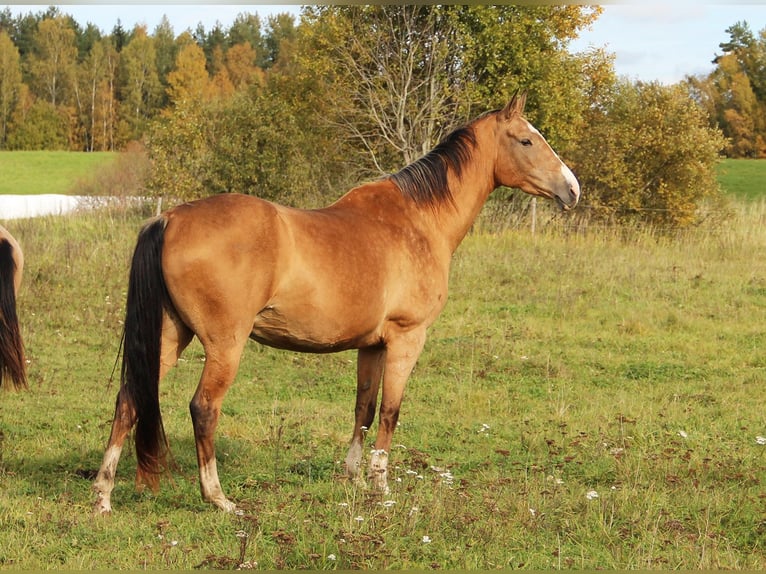 Koń achał-tekiński Klacz 8 lat 158 cm Jelenia in Voru