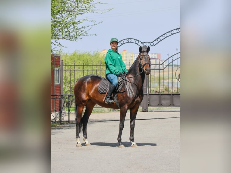 Koń achał-tekiński Klacz 9 lat 160 cm Gniada in Karaganda