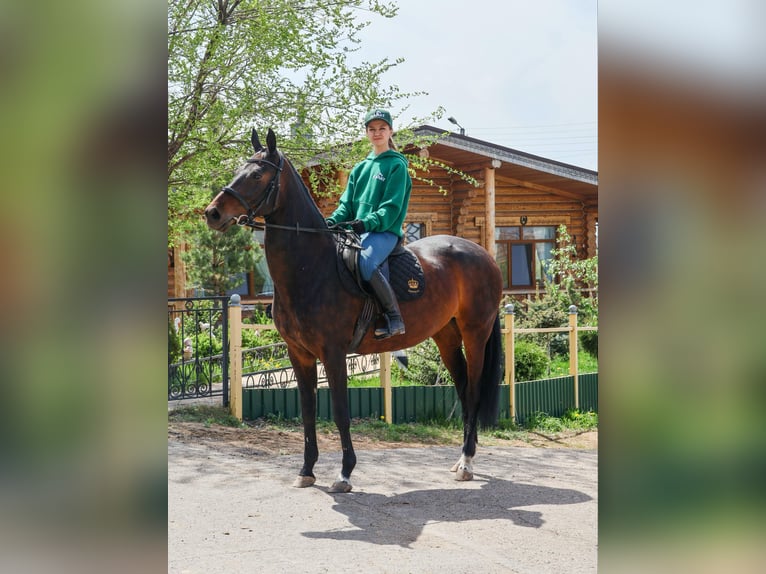 Koń achał-tekiński Klacz 9 lat 160 cm Gniada in Karaganda