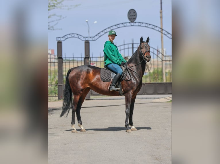 Koń achał-tekiński Klacz 9 lat 160 cm Gniada in Karaganda