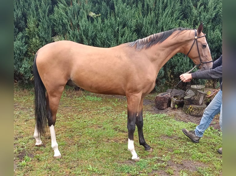 Koń achał-tekiński Ogier 2 lat 152 cm Jasnogniada in Nowa Wie&#x15B;