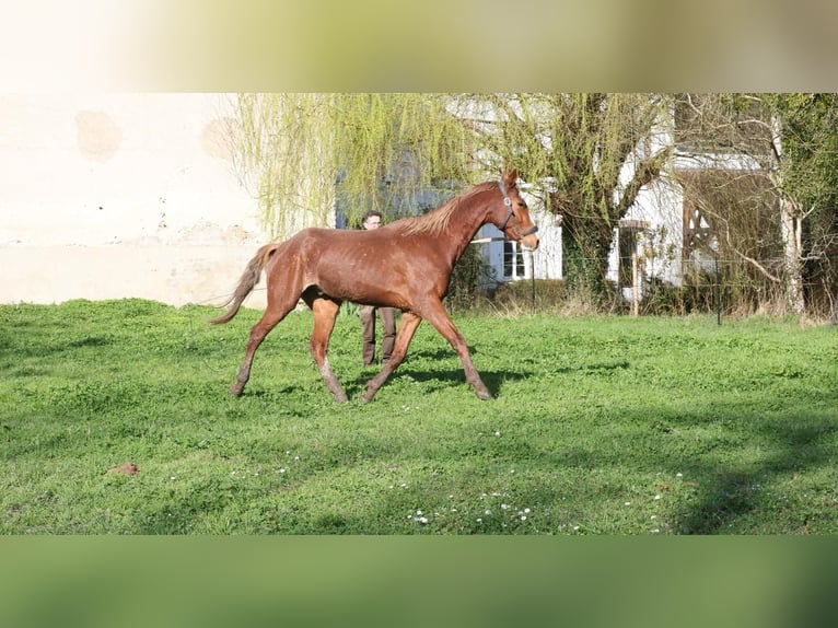 Koń achał-tekiński Ogier 3 lat 165 cm Kasztanowata in Brienon-sur-Armançon