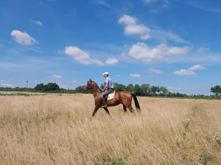 Koń achał-tekiński Ogier 5 lat 170 cm Gniada in Katafa