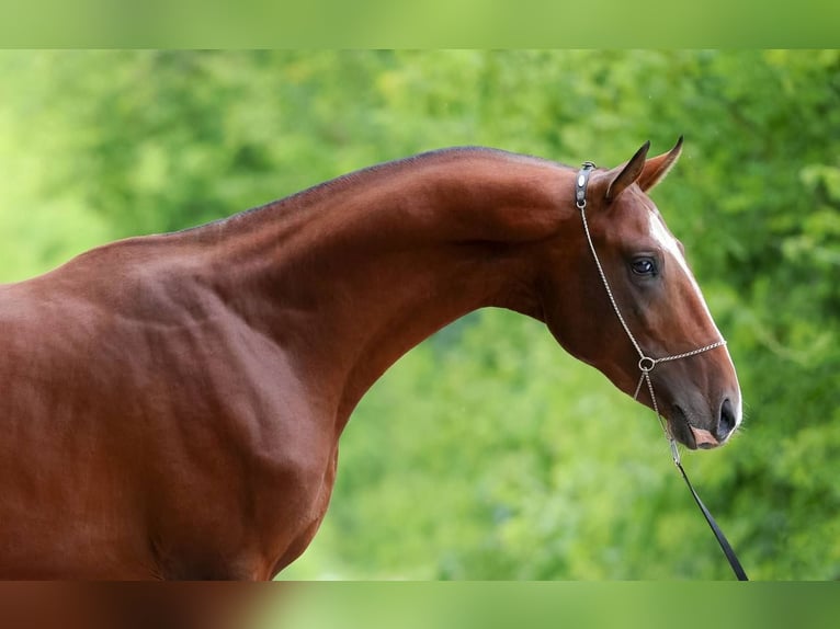 Koń achał-tekiński Ogier 6 lat 163 cm Gniada in Moscow