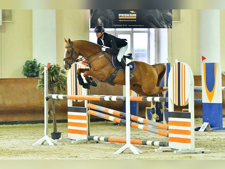 Koń achał-tekiński Ogier 6 lat 163 cm Gniada in Moscow